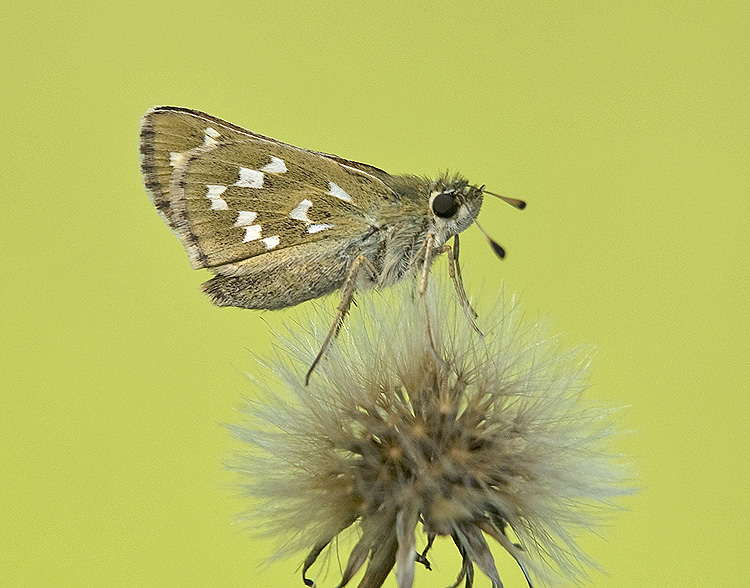 Hesperia comma